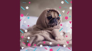 Pulsating Backdrops for Best Dogs