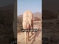 وادي هور