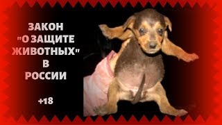 Догхантерам закон не писан.Убивали и будем убивать/DOGHUNTERS CONTINUE TO KILL