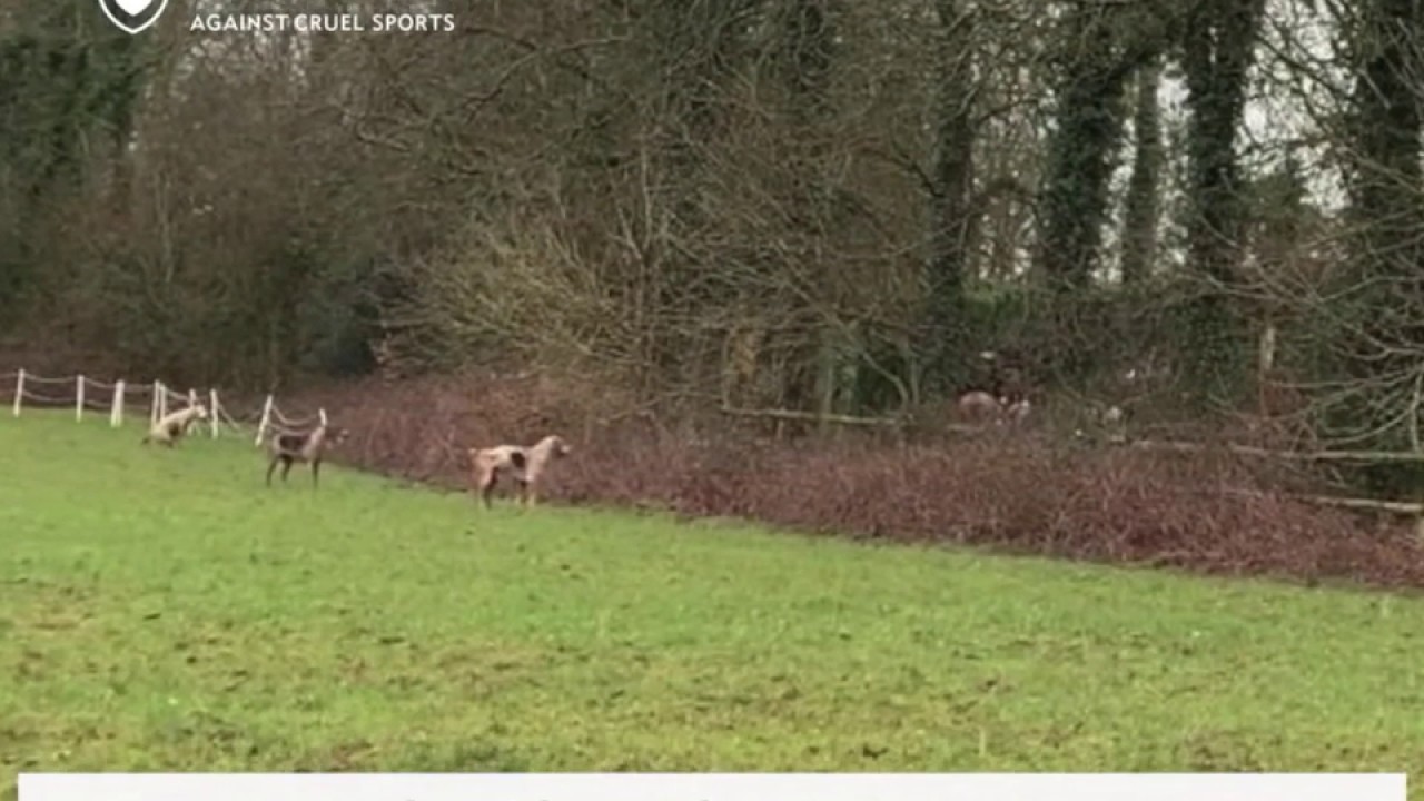 If ‘trail’ hunting is real, then why are hunts out of control near