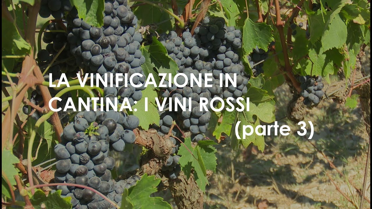 Parte 3   LA VINIFICAZIONE IN CANTINA i vini rossi