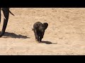 Tiny Elephant Runs Across Hot Sand