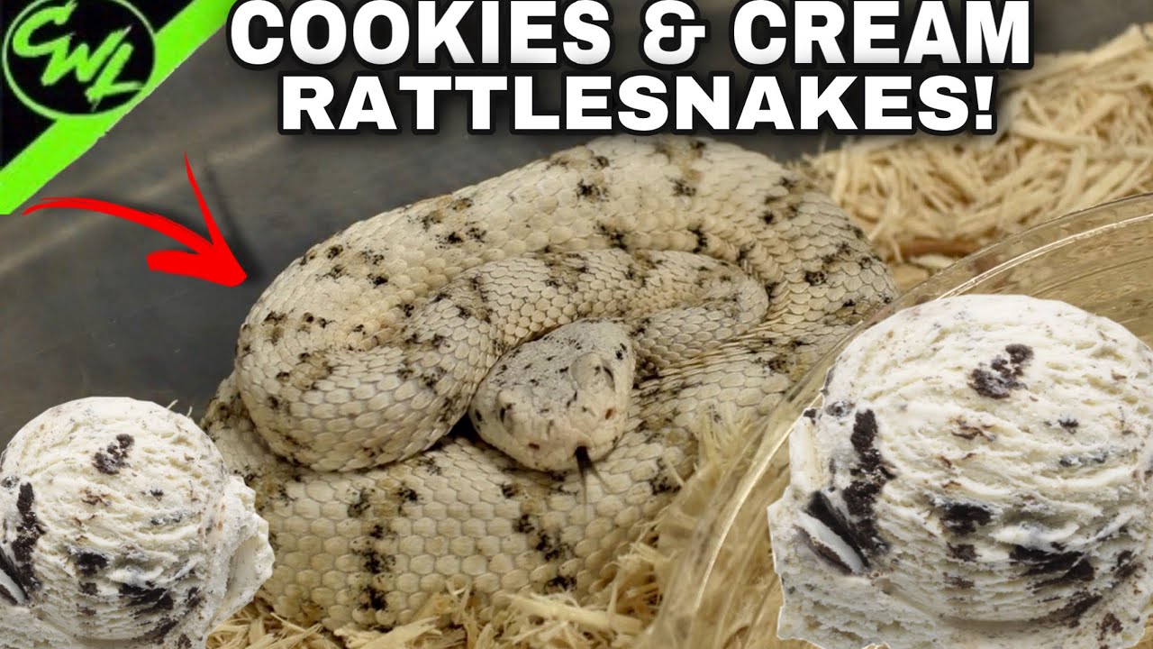 COOKIES & CREAM RATTLESNAKES?!! YouTube
