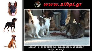 Εκπαιδευτές σκύλων Χαλκίδα, Εύβοια, Στερεά Ελλάδα by Aliveri WebTv 139 views 6 years ago 8 minutes, 39 seconds