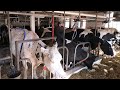 Milking Cows And Cooling Milk Until It S ICE COLD