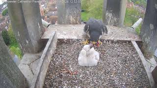 Worcester Cathedral Peregrines 29.04.2024 12:44