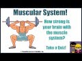 ⁣Muscular System Human Body Muscular System Anatomy Science Video for Middle Elementary School Kids