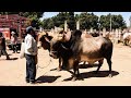 El  mercado mas grande de animales. San Antonino Castillo Velasco