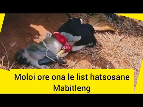 MOLOI OTHOLOA AEME HOLIMA LEBITLA MASERU