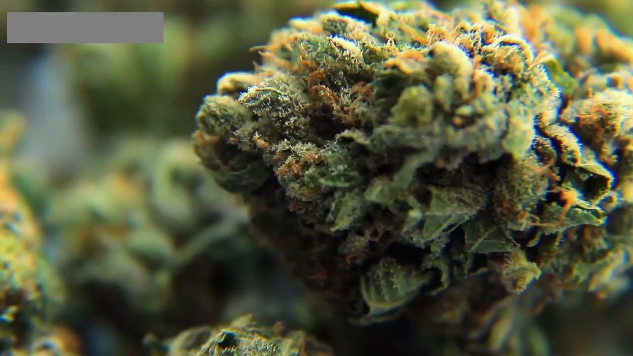 The History Of Cannabis And its Genetics.