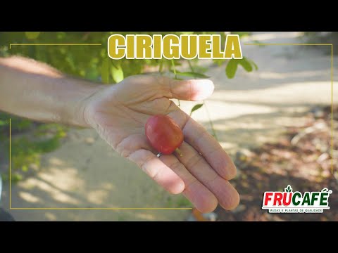 Ciriguela - Dicas de Manejo  e Poda.