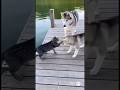 The Cat Challenged a Husky Family… and Then This Happened 😂（ハスキーの親子に立ち向かったネコに待ち受けていたのは…）