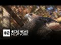 Beloved Long Island zoo soon to close, prompting many to ask what about the animals?