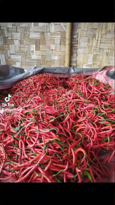 MEMANEN CABAI DI LADANG KUBU SIMBELANG JUMA KENJULU 😀