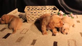Mini Dachshund English Cream puppies in CO