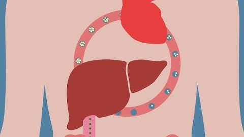 Addressing HDL Dysfunction through Functional Nutrition