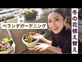 「ベランダガーデニング　冬の花植え替え」#ガーデニング#花#園芸