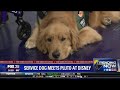 Service dog meets Pluto at Disney Service dog meets Pluto at Disney