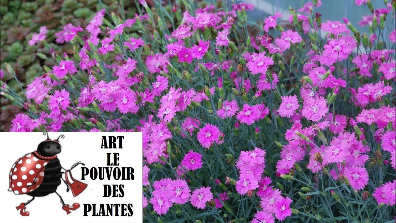 Jardinage: oeillets (Dianthus deltoides): photos de fleurs et de ...