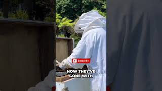Beehive Honey Check: Did They Eat It All? #shorts