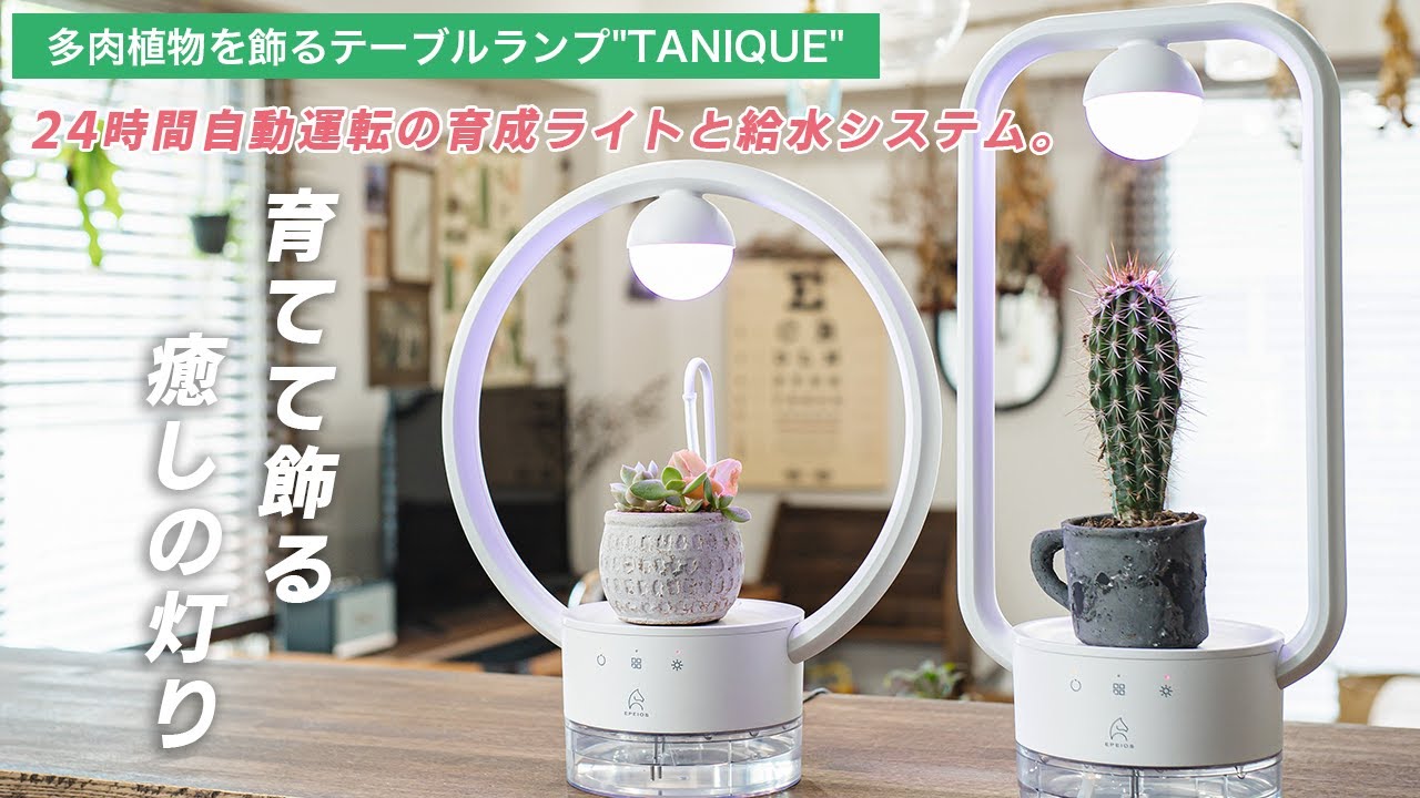 国内初 自動ガーデニング Ledで光合成 X 自動水やり の世界 超シンプルなポップでかわいい癒しのテーブルランプ Tanique タニーク リーズナブルな価格で先行予約販売開始 株式会社epeios Japanのプレスリリース