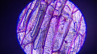 What do plant cells look like under a microscope?
