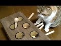 Cat is an expert at this whack-a-mole game