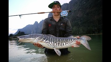 Cá trê cảnh -Phần 1: Trê cọp