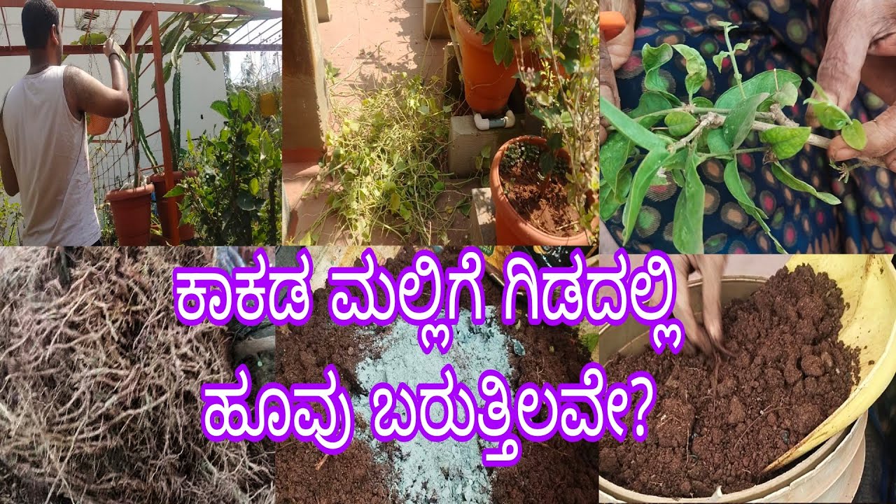 #ಕಾಕಡ_ಮಲ್ಲಿಗೆ_ಗಿಡದಲ್ಲಿ_ಬರುವುತ್ತಿಲ್ಲವೇ?//