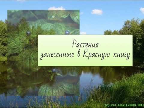 Растения Нижегородской области, а также из Красной книги