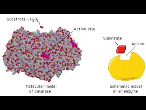 एंजाइम कैटालेज और यह कैसे काम करता है