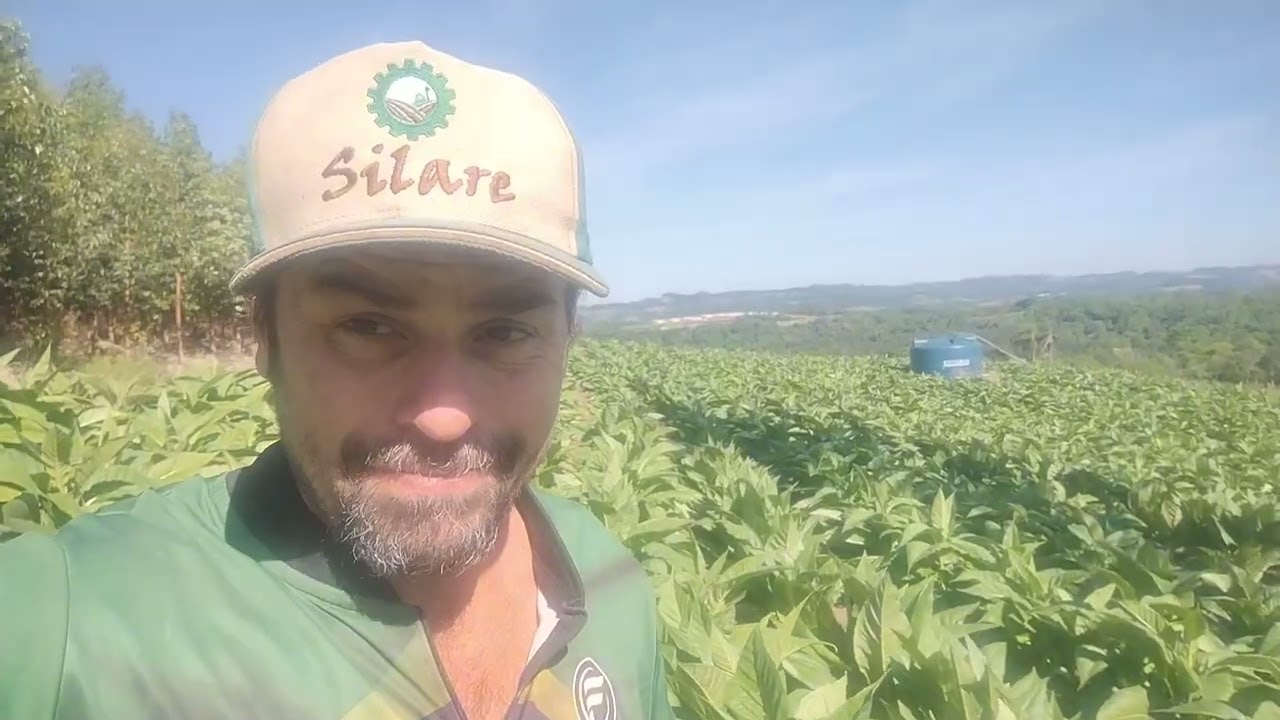 DESPONTANDO TABACO 2025