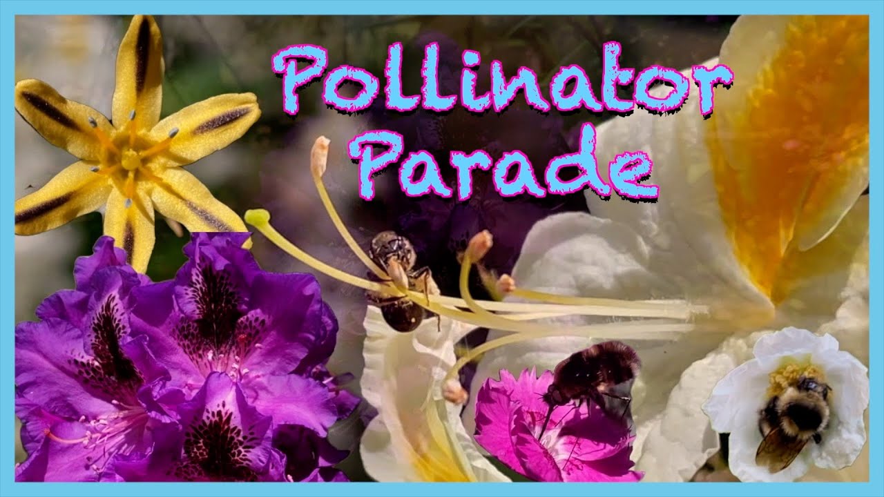 🌸 Endless Blooms | Pollinator Parade, Sunny Sequoia, and Cicada ...