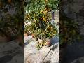 New Technique for growing lemon tree #trending #youtubeshorts