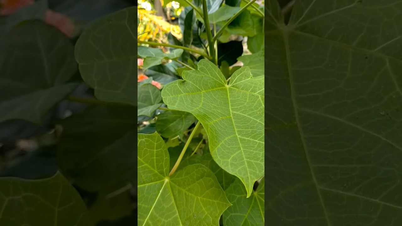 Penurun Demam Anak, Daun Jarak Pagar. 