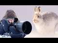 7 Essential Winter Wildlife Photography Tips in Snow | Mountain Hares, Cairngorms Scotland