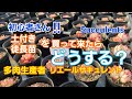 【多肉植物】徒長した苗&土付きの苗をどうするか‼️