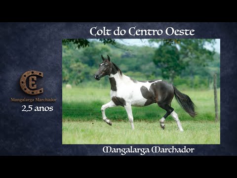 LOTE 30- COLT DO CENTEO OESTE-  1° LEILÃO HARAS CENTRO OESTE- 25/MAIO 19:30 AO VIVO NESTE CANAL