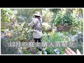 【冬のガーデニング】12月の購入苗紹介|クリスマスローズカラーリーフシリーズ|球根の植え付け|グリーンがメインの12月の庭|