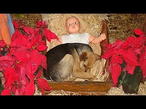 Helpless Puppy Had Nowhere To Go, So He Found Warmth In A Nativity Scene’s Manger