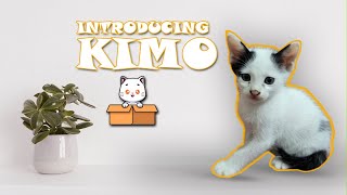 The Secret Life Of Kitten Kimo A Hilarious Cat Video