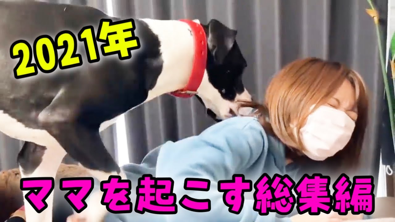 ２０２１年ママを起こす動物達　総集編