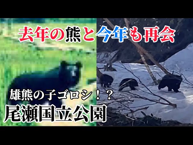 尾瀬国立公園】熊の子ゴロシ！？去年の熊が再び！Reunited with the
