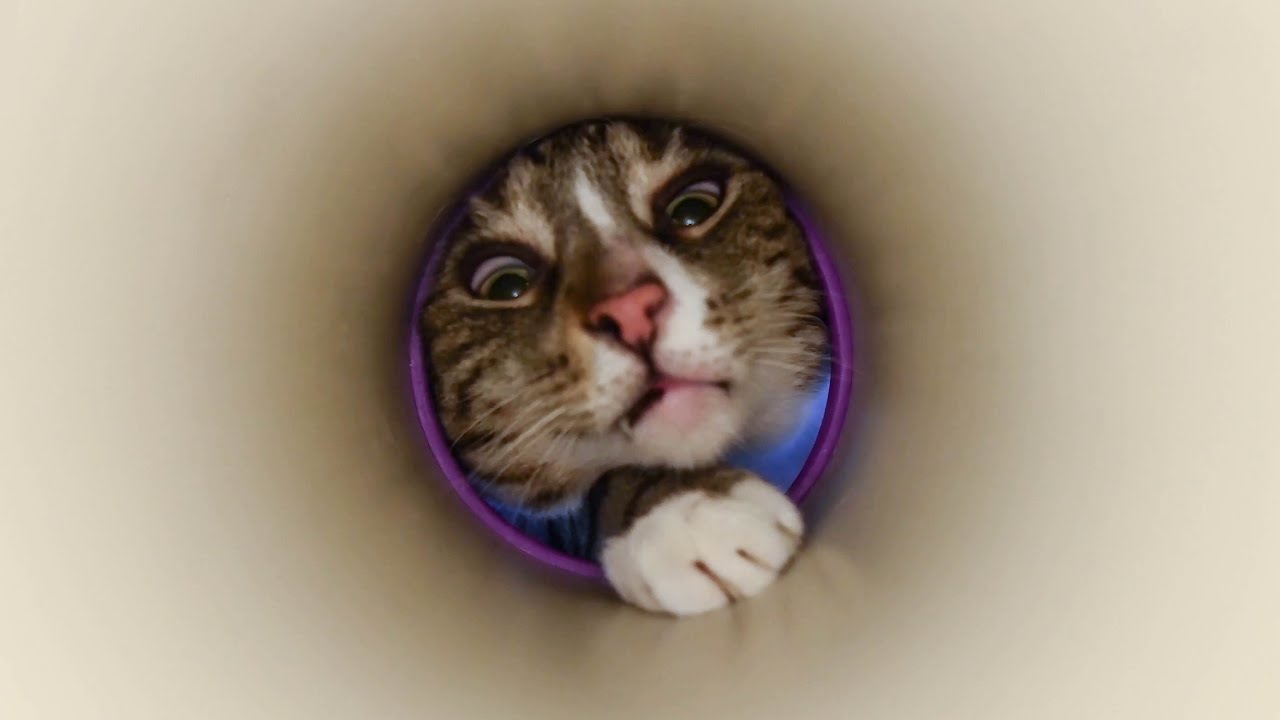 I am tube cat. YouTube