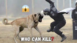 6 Dogs That Could Defeat A Kangal