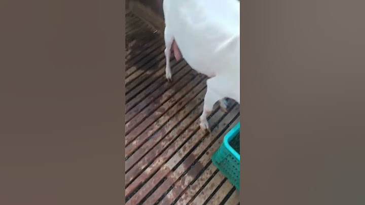അൽഹംദുലില്ലാഹ്! നമ്മുടെ ആട്ടിൻകുട്ടി ആരോഗ്യവാനും ശക്തനുമാണ് ജനിക്കുന്നത് 🐐💛 ഫാമിലേക്ക് സ്വാഗതം, കുഞ്ഞേ#ആട്