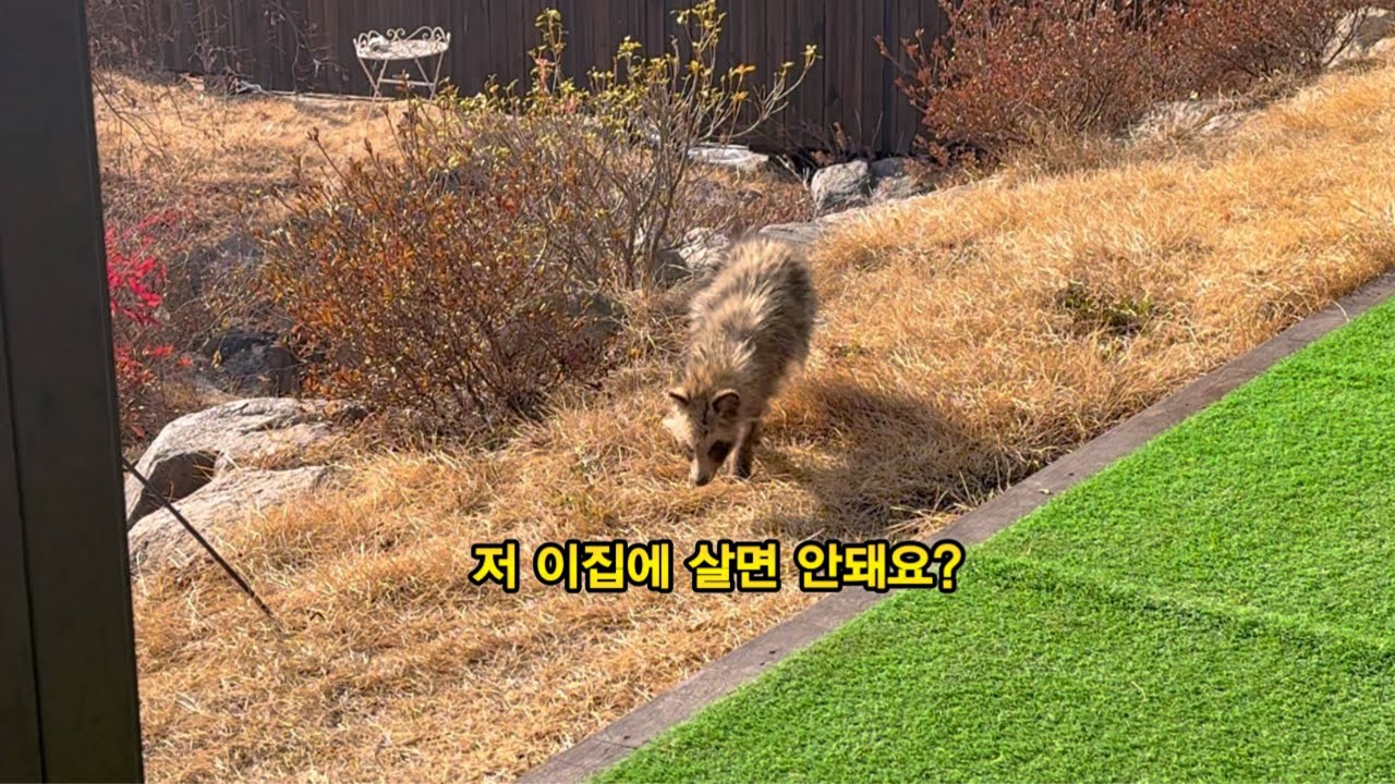 이제 그만좀 와라~ 고양이만으로도 벅차다
