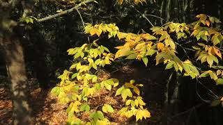 Zelkova serrata zelkova pilovitá