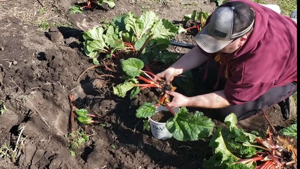 Rhubarb! 🍀 How to Plant, Split, Transplant & Fertilize! Perennial Food
