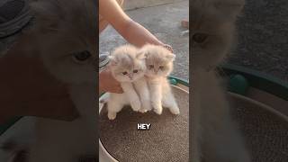 Mola \u0026 Molly: The Cutest Cat Duo Ever! 😻 #catlovers #kitten #cat